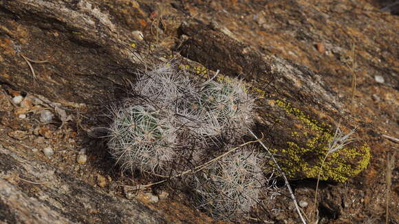 Image of Common Fishhook Cactus