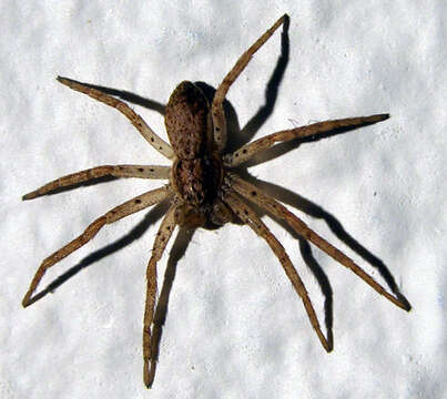 صورة Philodromus dispar Walckenaer 1826