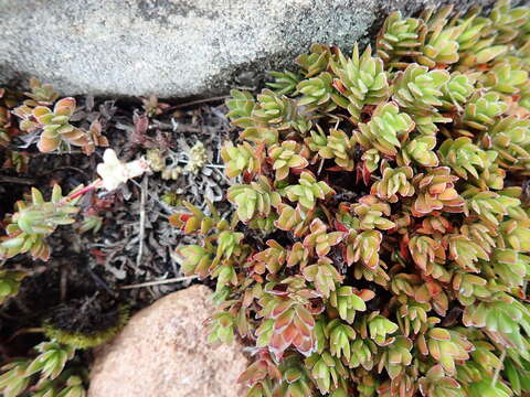 Image of Crassula obtusa Haw.