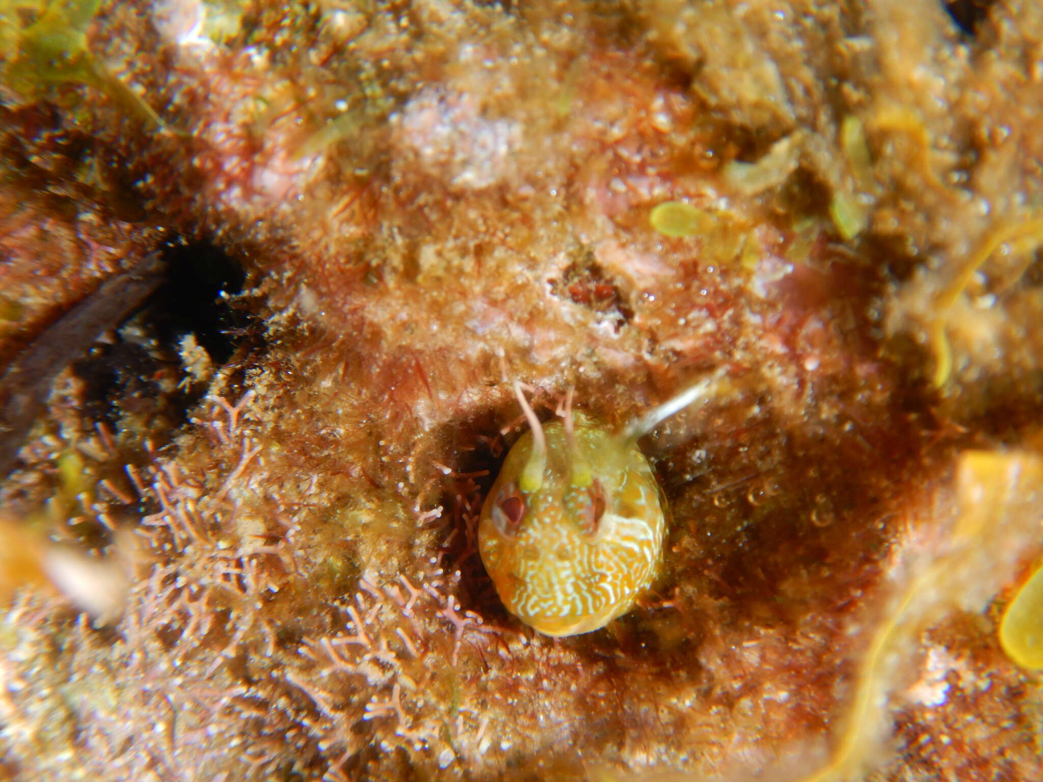 Image of Mystery blenny