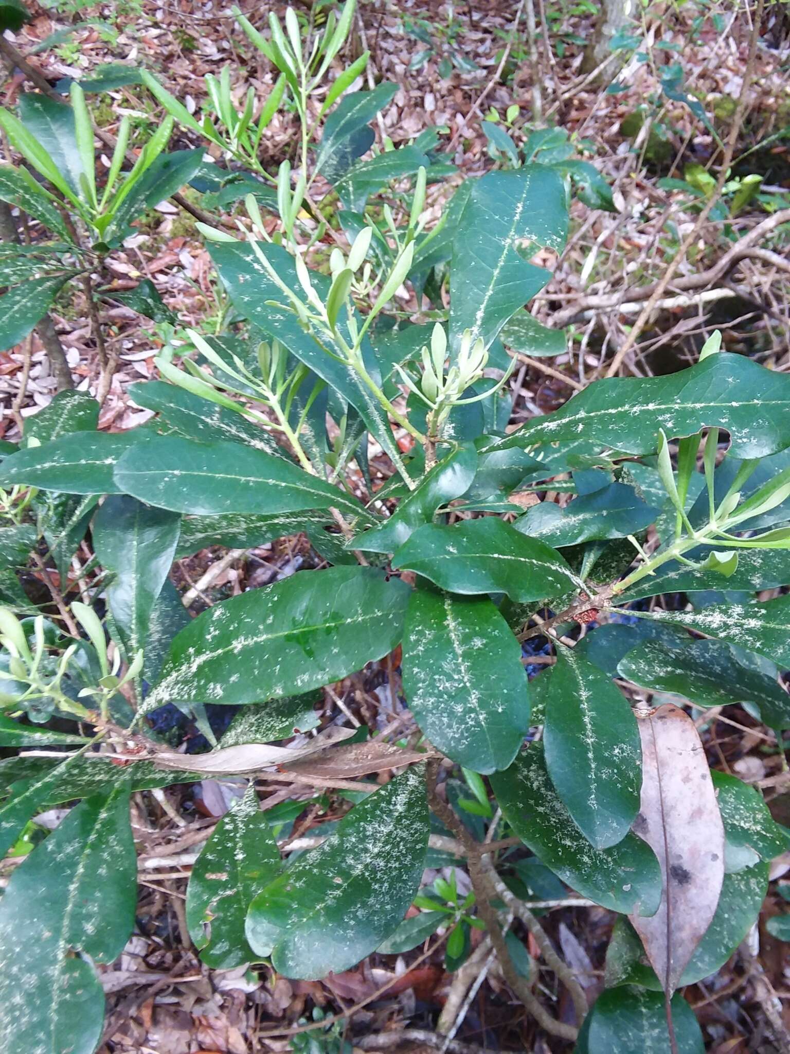 Image of Odorless Bayberry