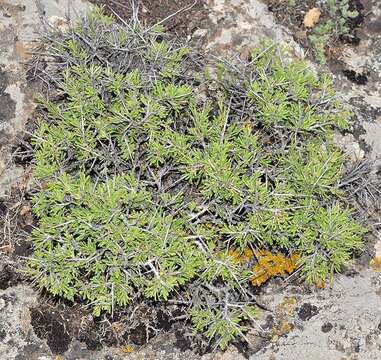 Image of Rhamnus velutina Boiss.