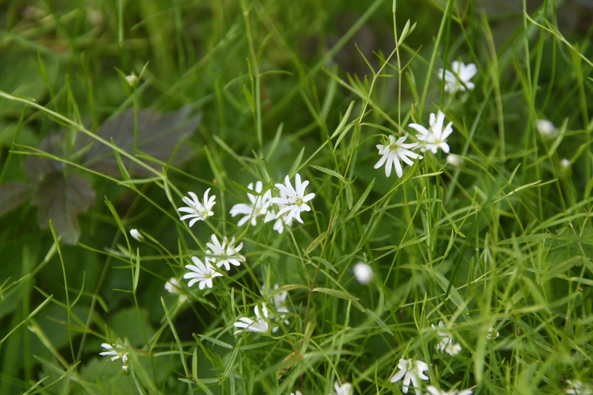 Image of longleaf starwort