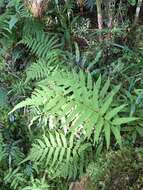 Image de Coryphopteris castanea (Tagawa) Y. Hang Chang, Ebihara & L. Y. Kuo