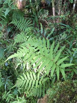 Plancia ëd Coryphopteris castanea (Tagawa) Y. Hang Chang, Ebihara & L. Y. Kuo