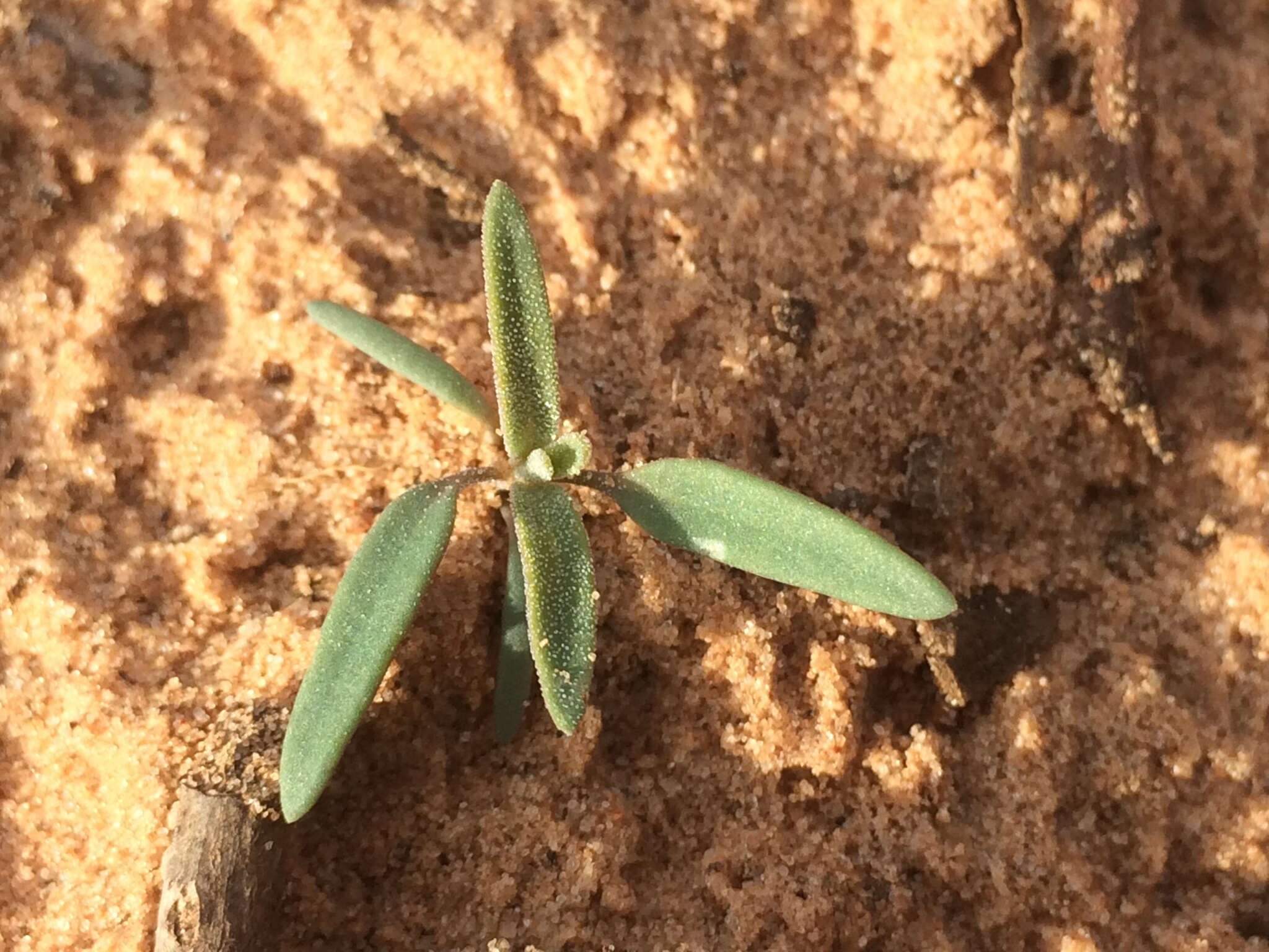 Sivun Chenopodium leptophyllum (Moq.) Nutt. ex S. Wats. kuva