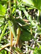 Image of Common green grasshopper