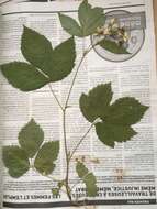 صورة Rubus setosus Bigelow