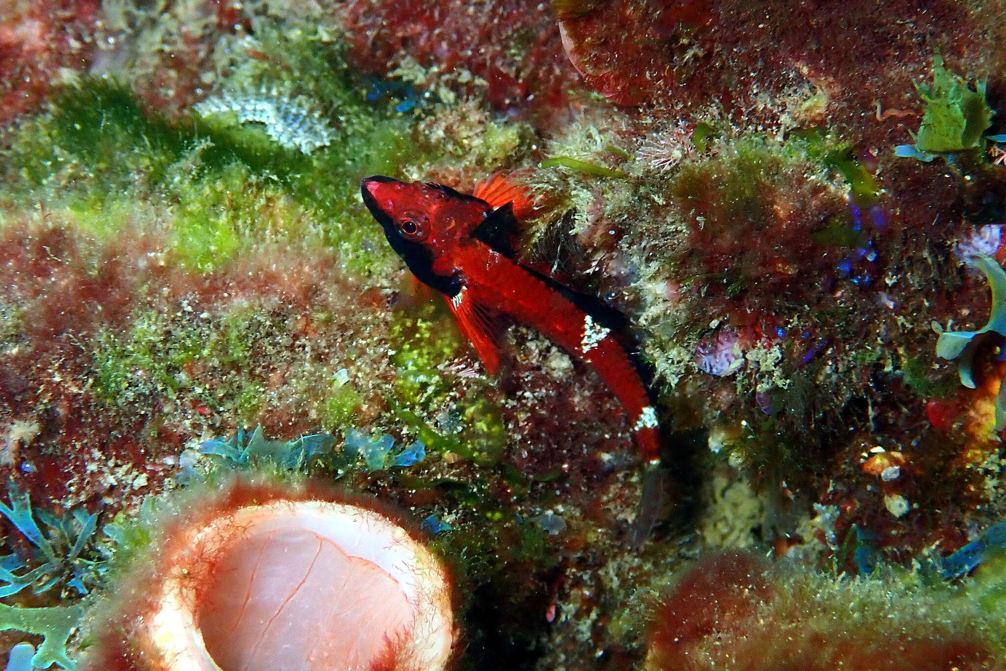 Image of Blackthroat Triplefin