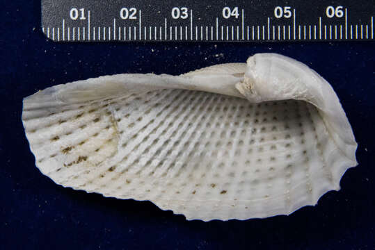 Image of Cyrtopleura Tryon 1862