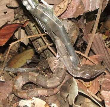 Image of Lansberg's hog nose viper