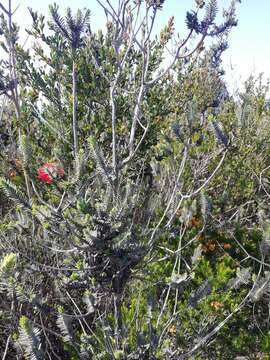 Image of Melaleuca velutina (Turcz.) Craven & R. D. Edwards