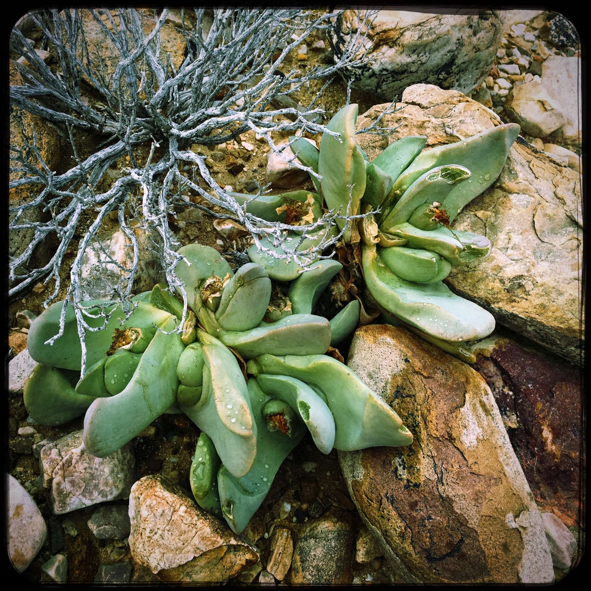 Image of Glottiphyllum neilii N. E. Br.