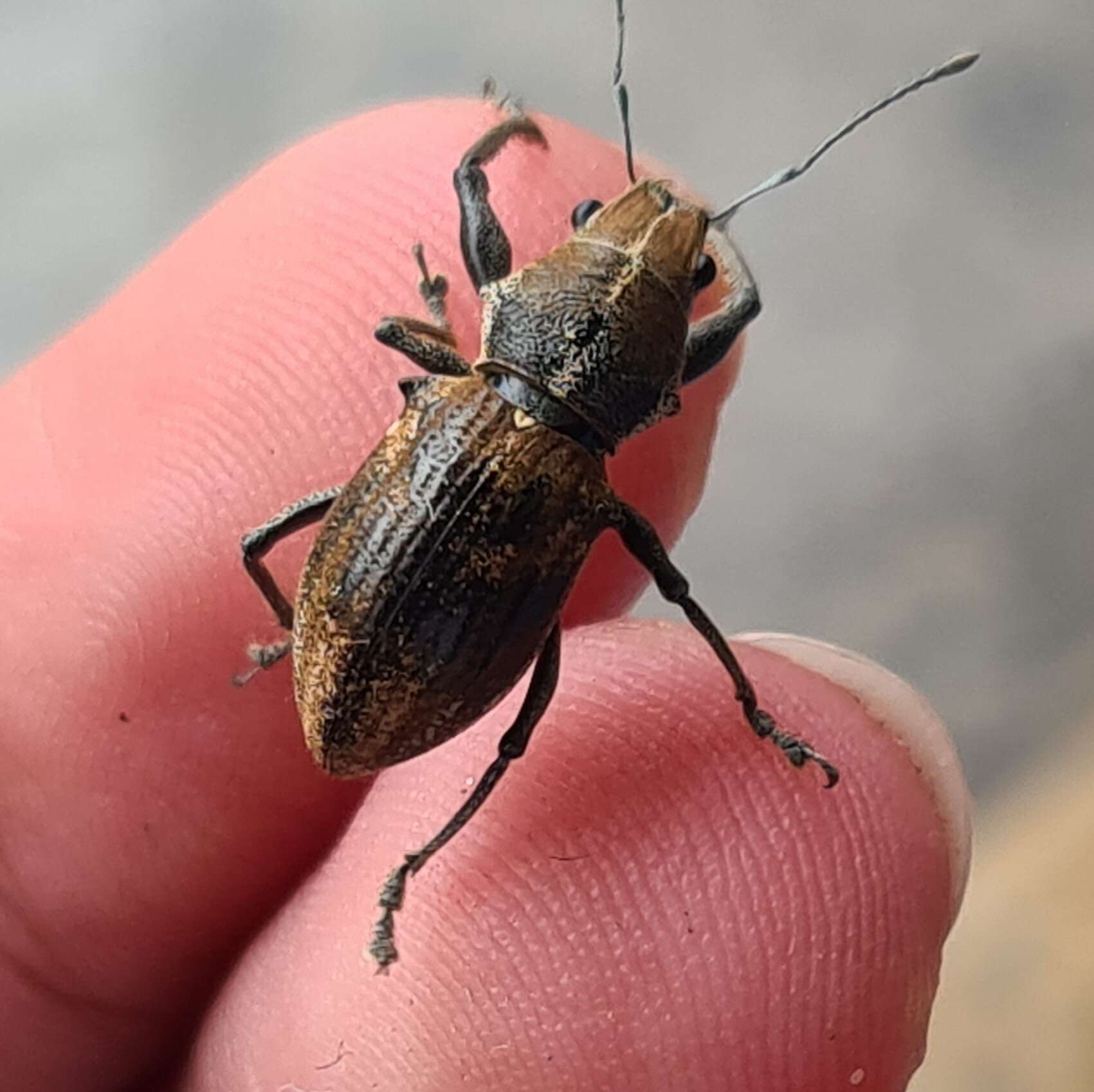 Image of Teratopactus nodicollis (Boheman 1833)