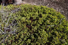 Imagem de Arctostaphylos nevadensis A. Gray