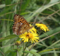 Imagem de Inula japonica Thunb.