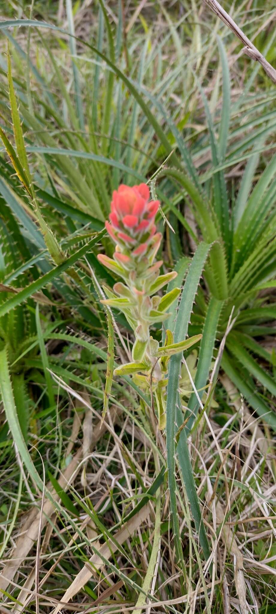 Image of Castilleja arvensis var. pastorei