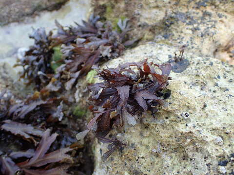 Image de Fucus virsoides