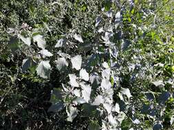 Image of black nightshade