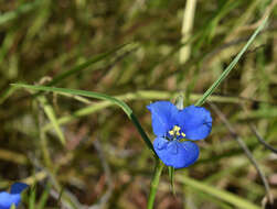 Commelina agrostophylla F. Muell.的圖片