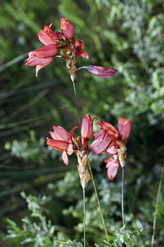 Image of Ixia vanzijliae L. Bolus