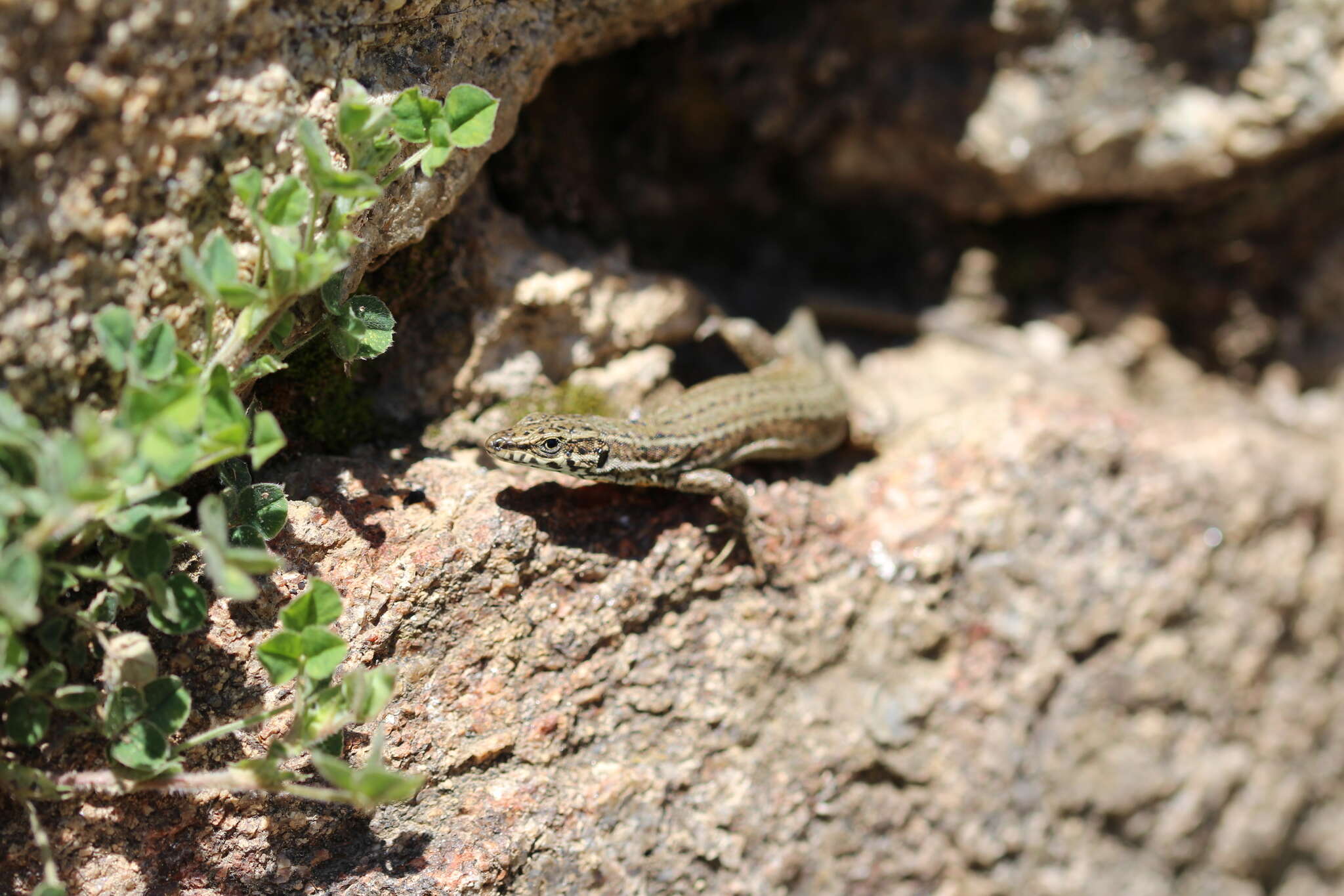 Image of Columbretes Wall Lizard