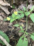 Image of Trailing Yellow-Loosestrife