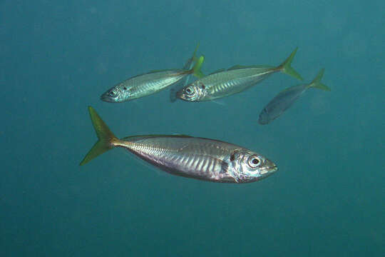 Image of Yellowtail horse mackerel