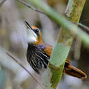 Image of Falcated Ground-Babbler