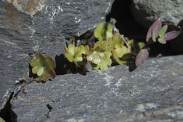 Imagem de Saxifraga sibirica L.