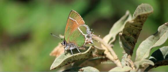 Image of Xami Hairstreak