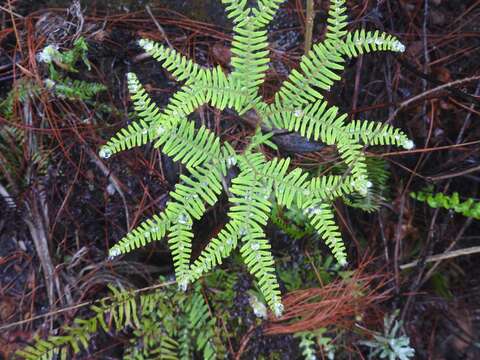 Image de Sticherus umbraculifer (Kunze) Ching