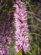 Image of Agathosma pungens (E. Mey. ex Sond.) Pillans