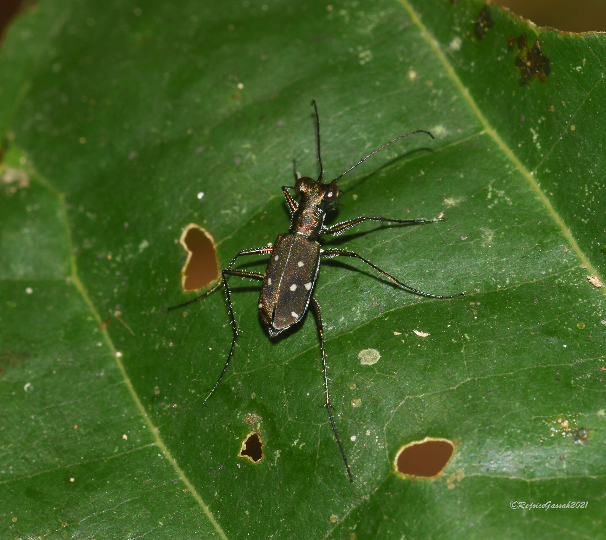 Sivun Cylindera (Ifasina) spinolae (Gestro 1889) kuva