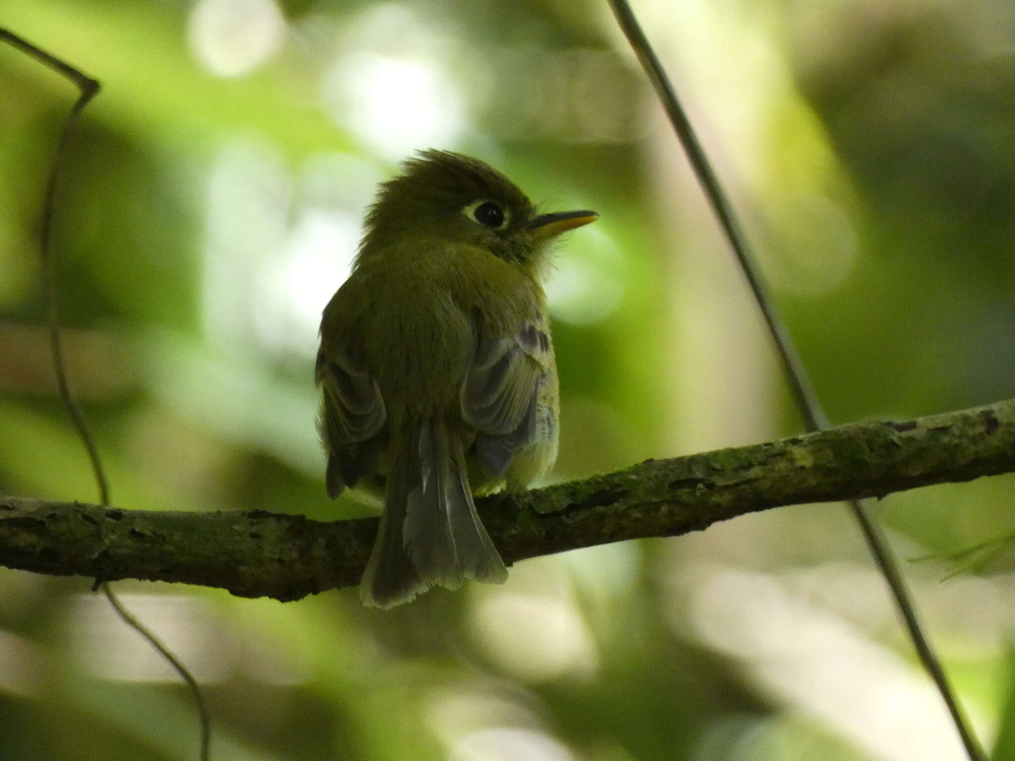 Image of Yellowish Flycatcher