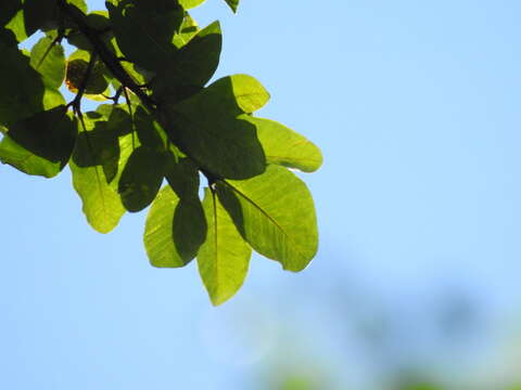 Ficus gomelleira Kunth & Bouche resmi