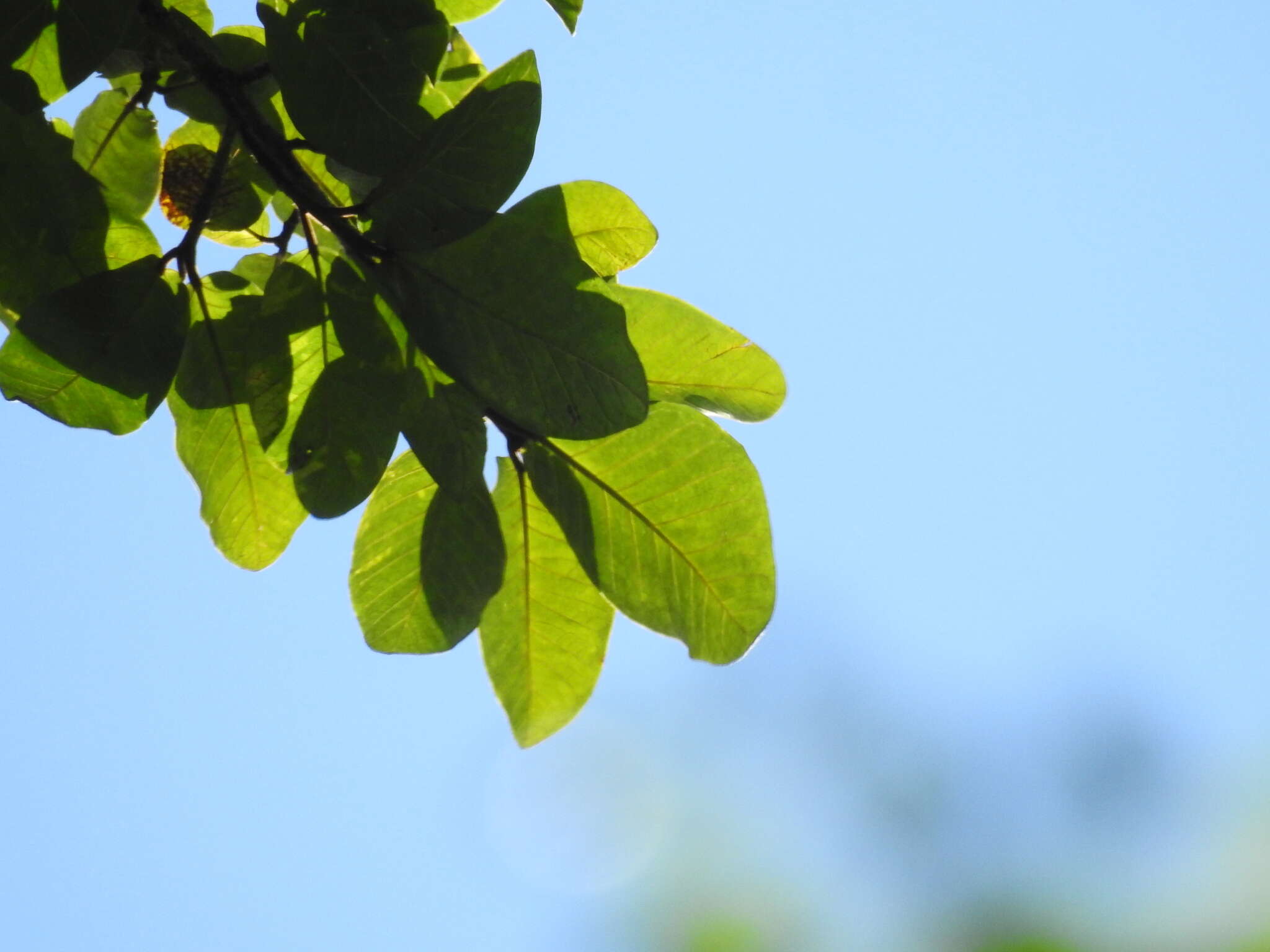 Ficus gomelleira Kunth & Bouche的圖片