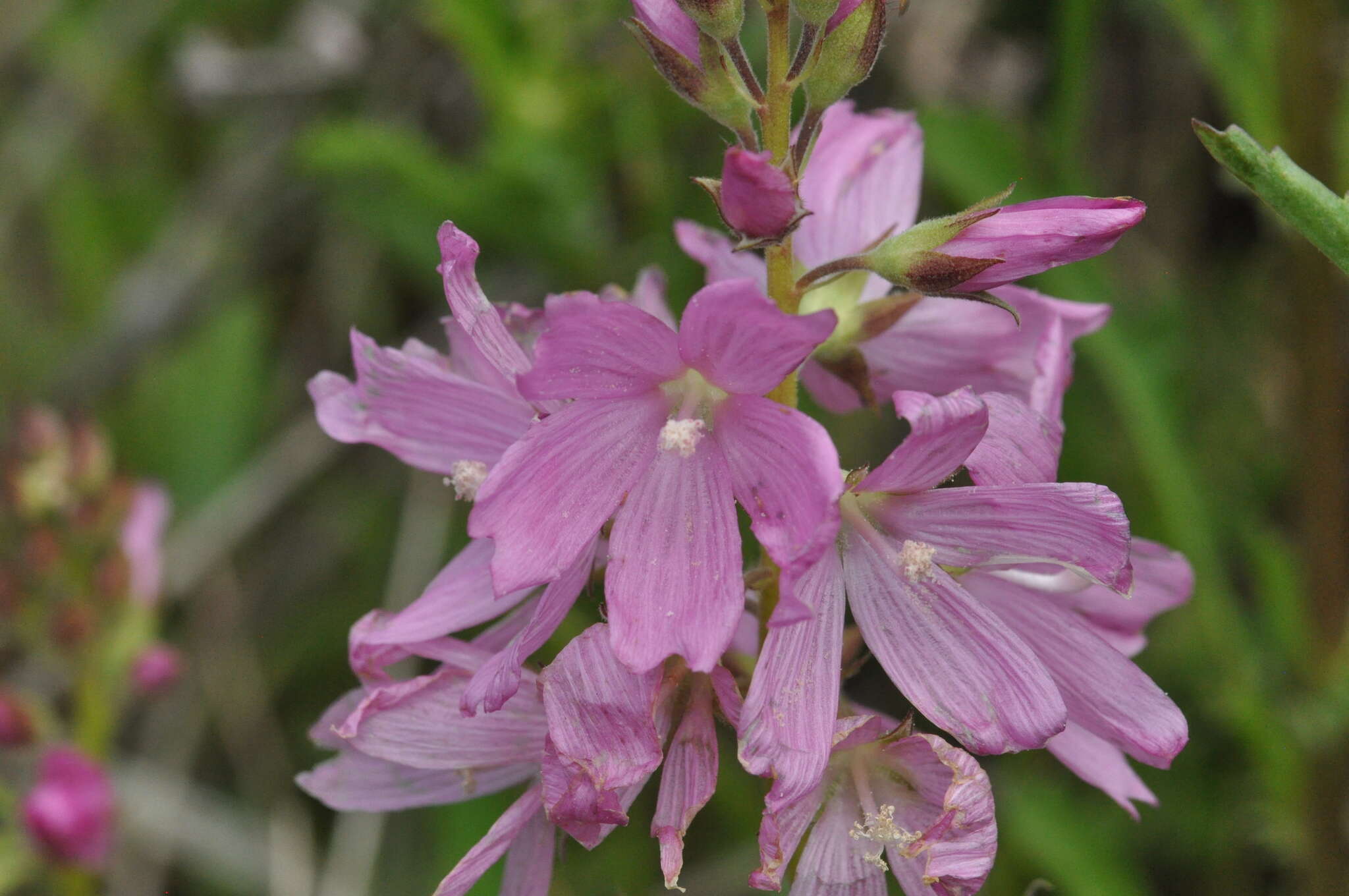 Image of dwarf checkerbloom