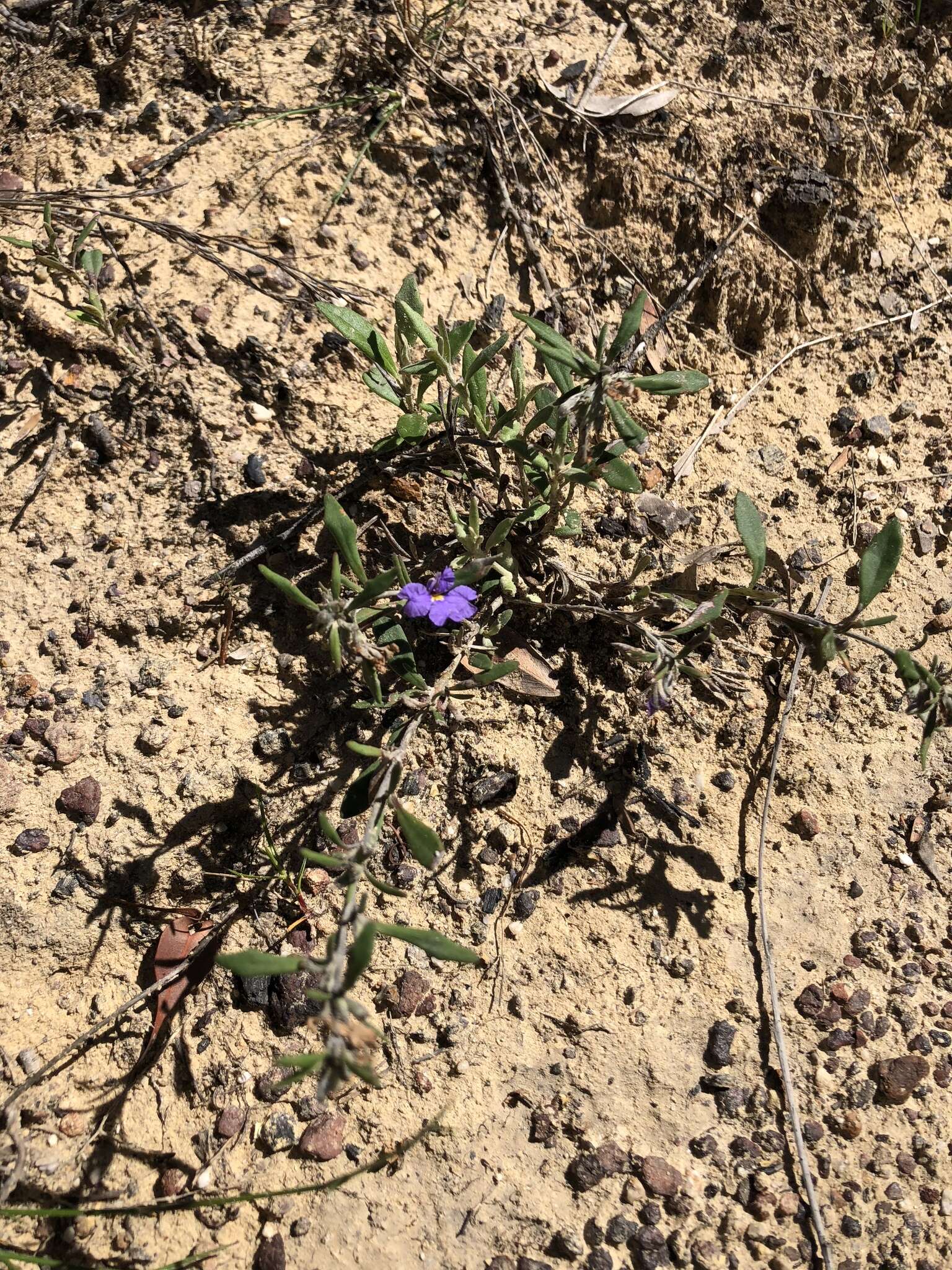 Image of Dampiera scottiana F. Müll.