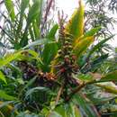 Image of Alpinia pricei Hayata