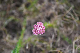 Image of Metalasia divergens subsp. fusca P. O. Karis