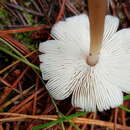 Image of Rhodocollybia incarnata (G. Stev.) J. A. Cooper 2014