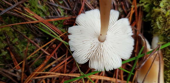 Image of Rhodocollybia incarnata (G. Stev.) J. A. Cooper 2014