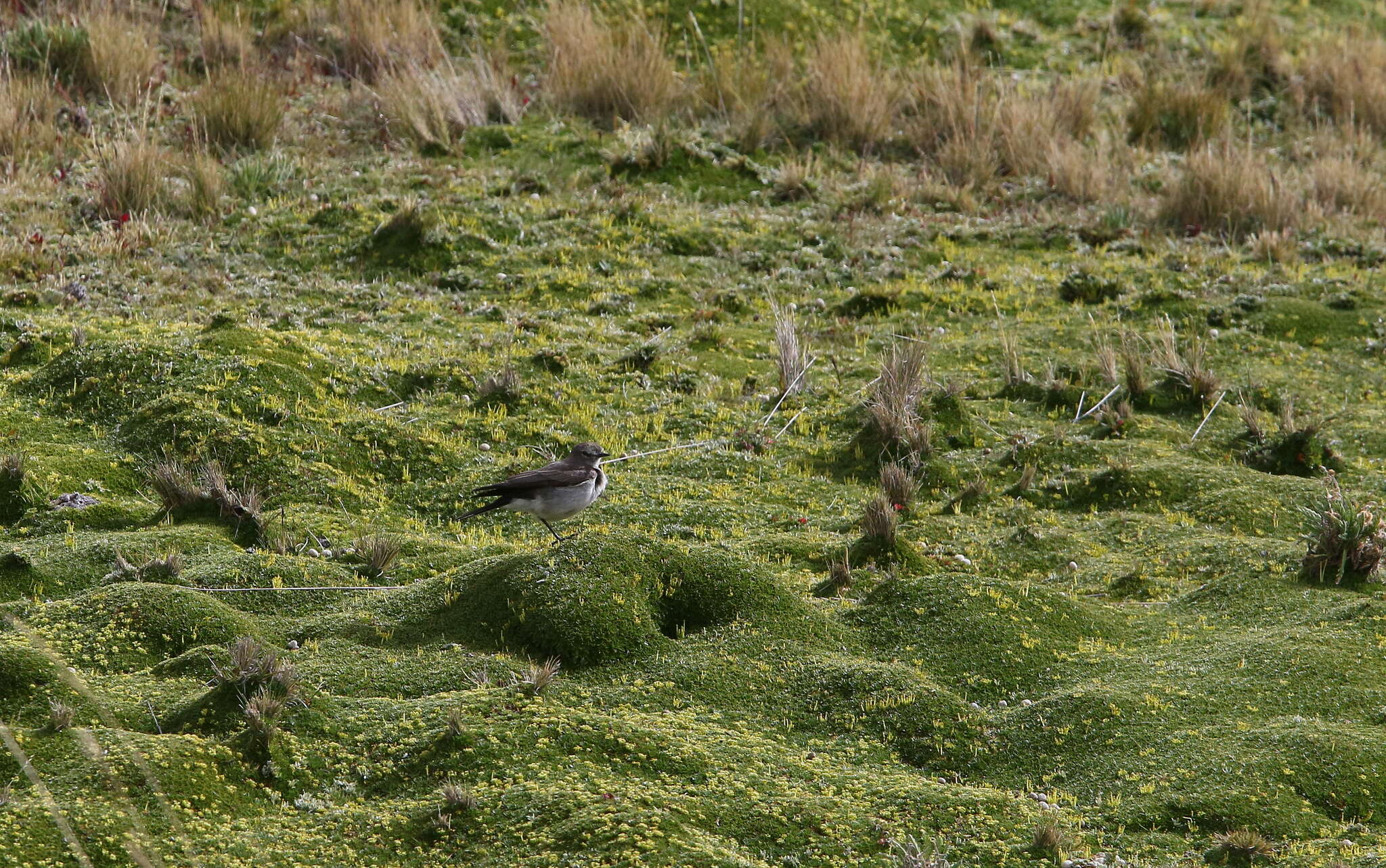 Image of Paramo Ground Tyrant