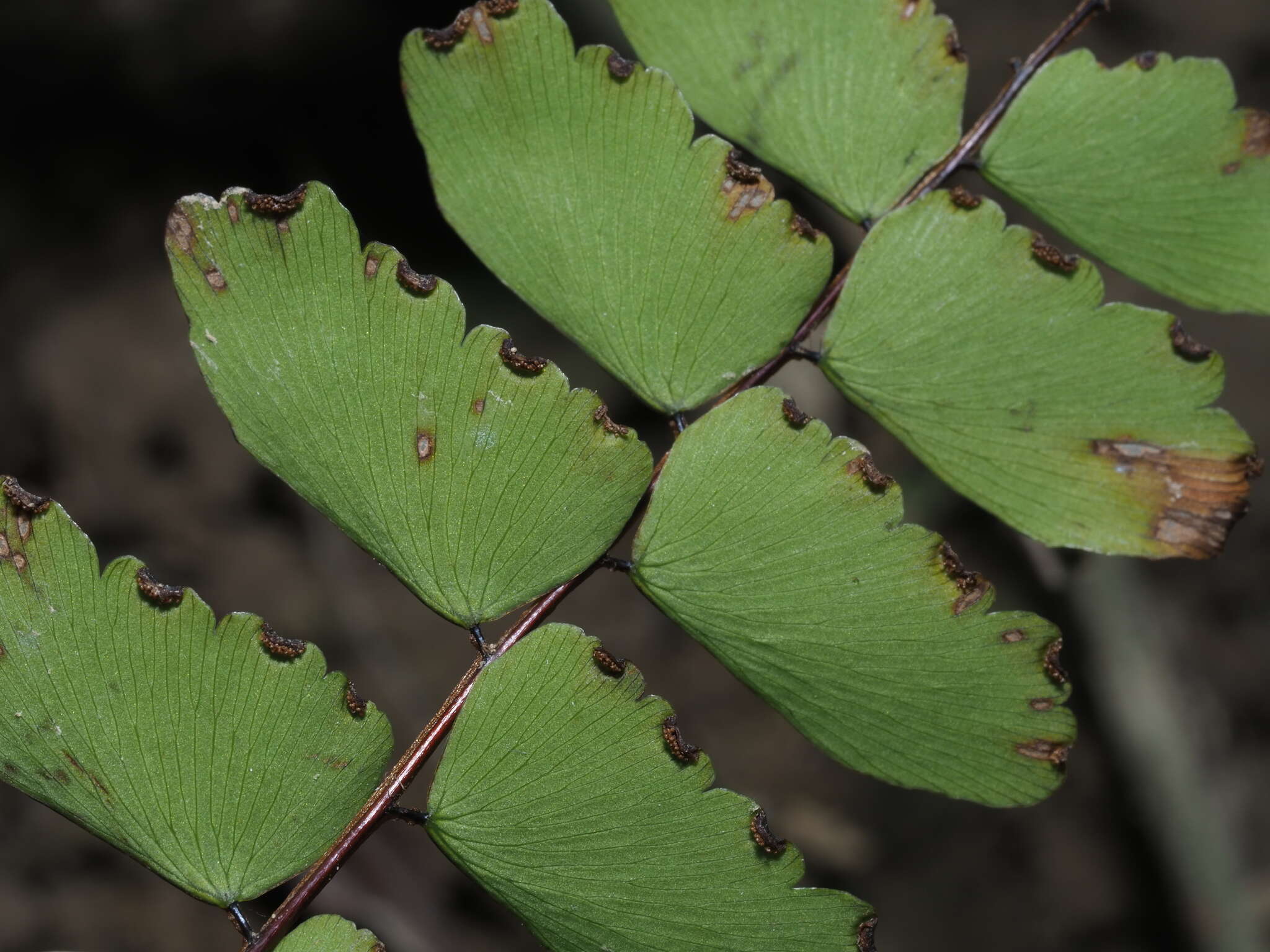 Adiantum soboliferum Wall.的圖片