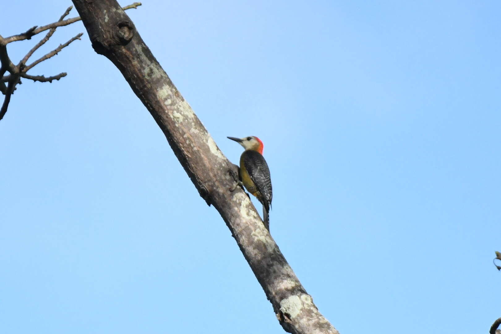 Image of Jamaican Woodpecker