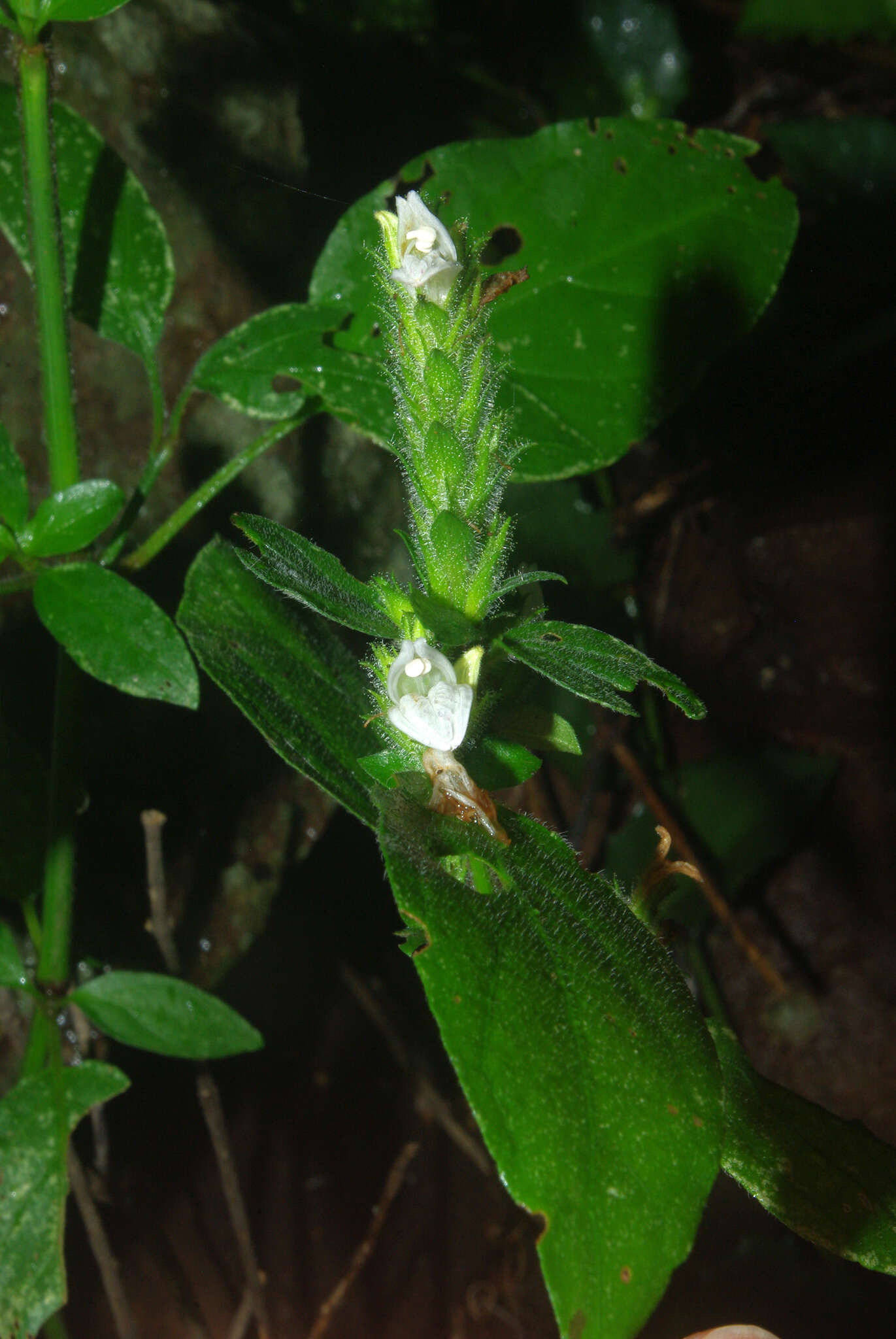 Image of Isoglossa glandulosissima K. Balkwill