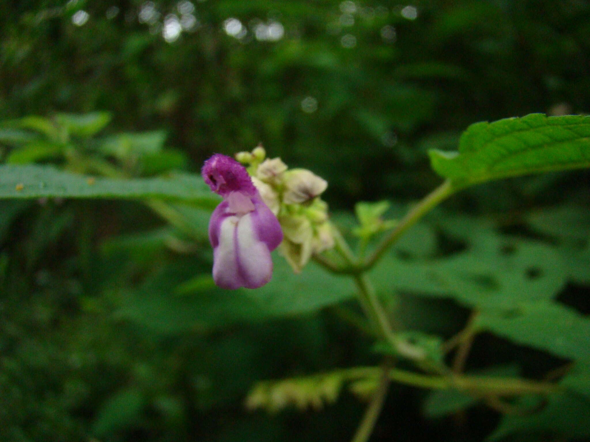 Image of Salvia arenaria A. St.-Hil. ex Benth.