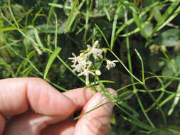 Sivun Periploca linearifolia Dillon & A. Rich. kuva