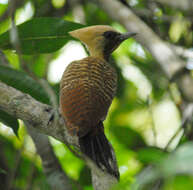 Image of Pale-crested Woodpecker